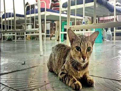 Chennai: In this ‘world class’ hospital, cats share bed & breakfast