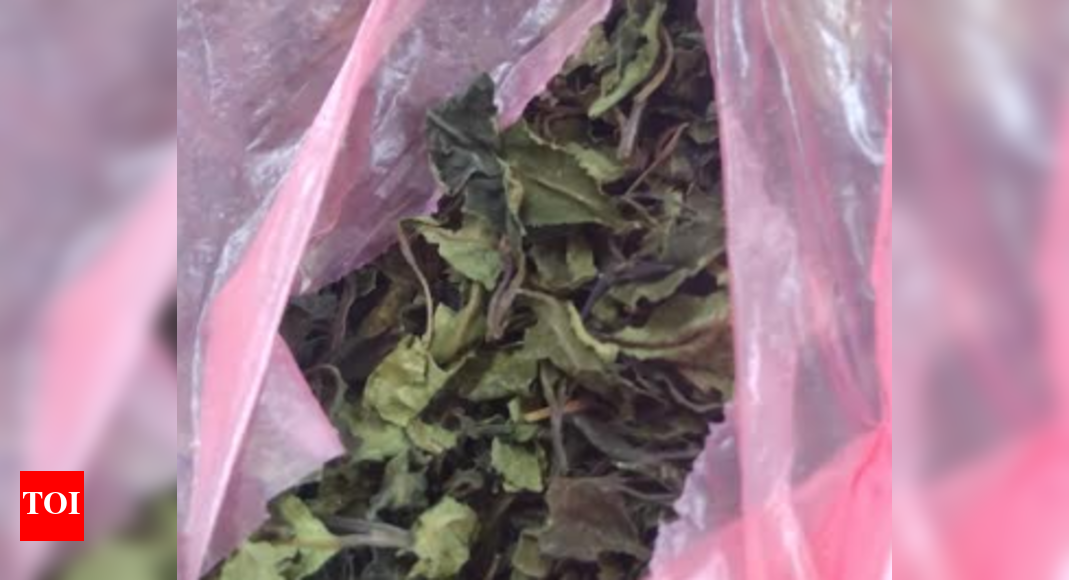 Khat leaves worth Rs 19.75 lakh seized in Chennai Chennai News Times of India