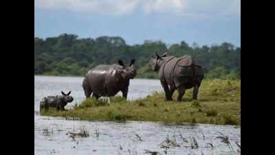 Assam govt to urge Centre to exclude Kaziranga from heritage adoption scheme