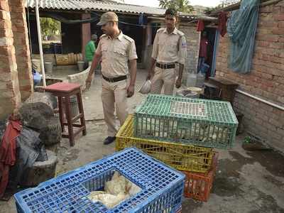 KMC team inspects Kolkata eateries, destroys 100kg stale meat