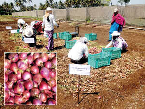 Night soil trumps organic and chemical fertilisers, improves yield