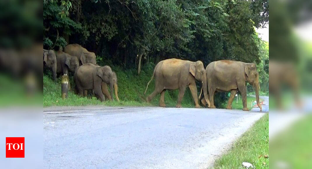10 Karnataka Elephants Arrive In Dudhwa 10 Karnataka elephants arrive