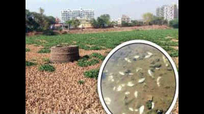 Polluted Indrayani rings water alarm in Alandi