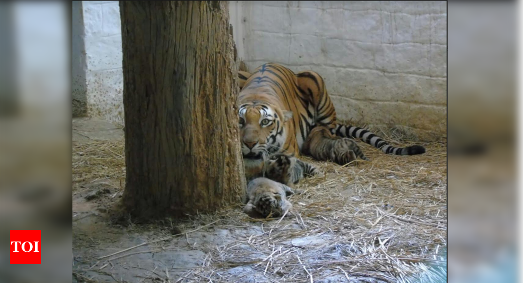 Ranchi Zoo Tigress: Ranchi zoo welcomes three tiger cubs | Ranchi News ...