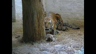 Ranchi zoo welcome three tiger cubs