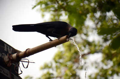Animals, birds reel under heat; wildlife lovers worried | Mumbai News -  Times of India