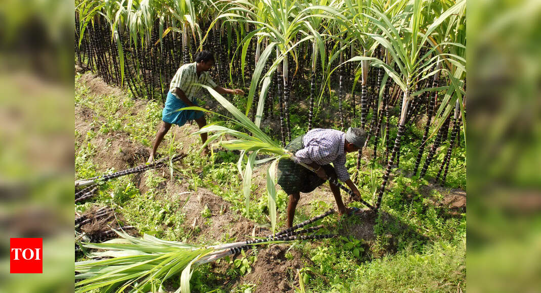 Sugarcane Molasses Sugarcane’s toxic waste can turn into a boon for