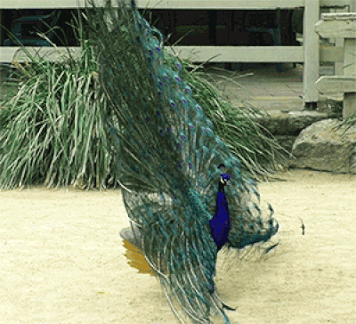 Don’t worry, peacocks will never go extinct - Times of India