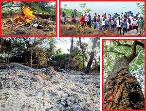 Kalyani Nagar residents heckled by hacked trees, burnt garbage