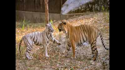 Opposites attract after 27 years at Delhi zoo