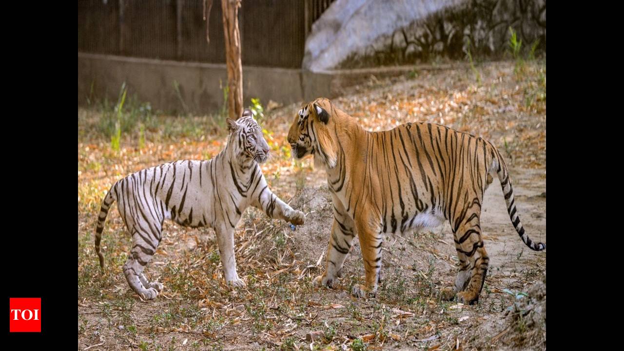 DELHI ZOO: Opposites attract after 27 years at Delhi zoo | Delhi News -  Times of India