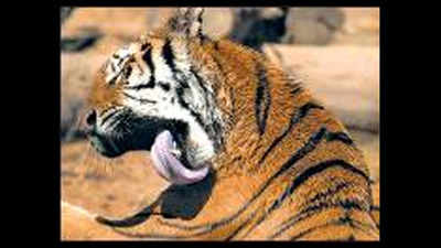 UP's 4th tiger reserve proposed in Chitrakoot