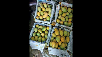 VMC destroys 1,200 kg mangoes