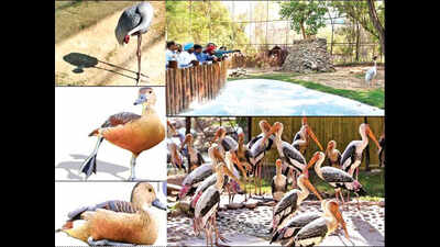 Chhatbir Zoo Aviary Birds: India's longest tour with birds in ...