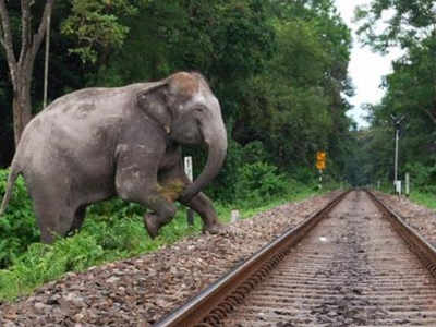 Sound of bees to keep elephants off rail tracks creating a buzz