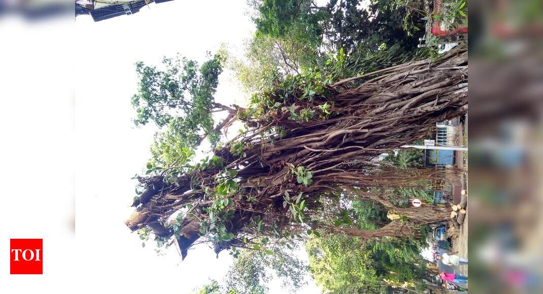 hacking of trees - Times of India