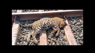 Leopard killed by speeding train in Mukundra reserve