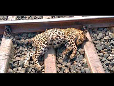 Leopard killed by speeding train in Mukundra reserve