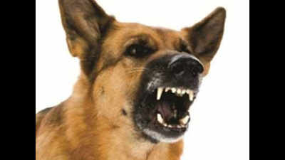 Dogs attack 2 kids in Sitapur again