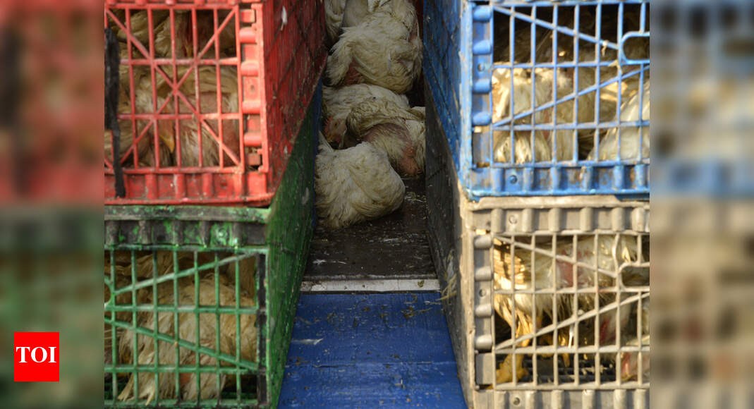 16 mechanized slaughterhouses on menu to meet freshness demand