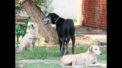 Sitapur dog menace: IVRI team collects saliva, skin and blood samples of canines