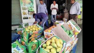 Rajkot Municipal destroys 445 kg carbide-laced mangoes