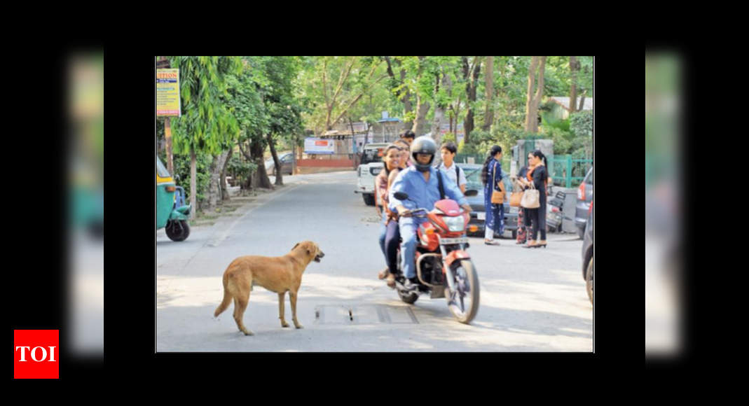 Delhi mob attacks Kashmiri woman over feeding dogs | Delhi News - Times ...