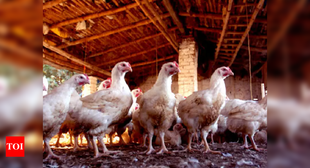 Download Chicken prices sizzle as heat kills 15% birds, pay Rs 213 ...