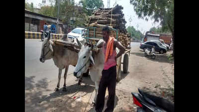 2 face action for using animals for transportation during heat