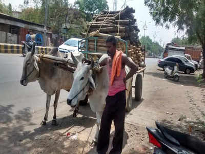2 face action for using animals for transportation during heat | Nagpur  News - Times of India