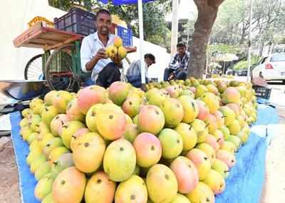 Rain hits mango quality, prices crash