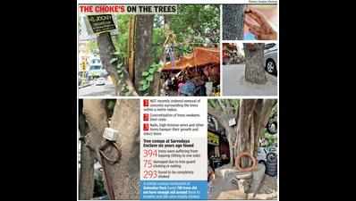 255 trees uprooted in over 2 hrs, here’s why they are at risk in city