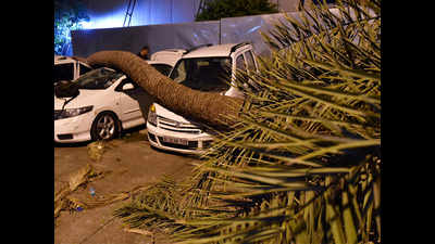 255 trees uprooted in over 2 hrs, here’s why they are at risk in city