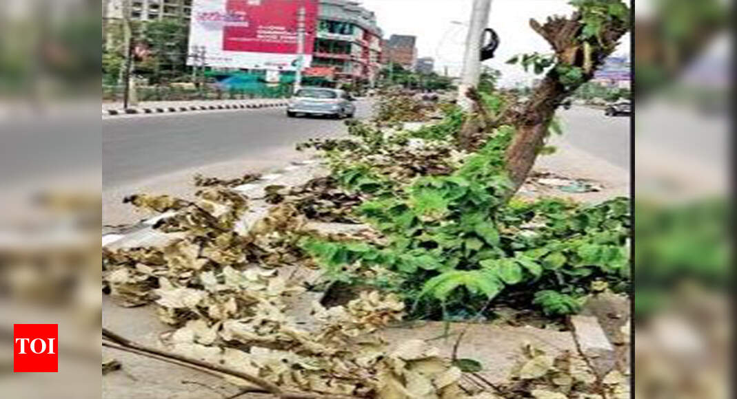 TREES CUT Bengaluru 24 trees cut to improve visibility for hoardings