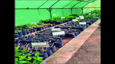 31 ficus varieties to be grown at Indore’s research nursery
