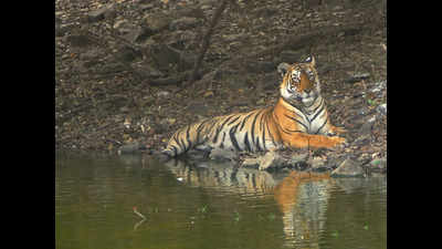 Tiger found dead in Almora, third big cat fatality in a week