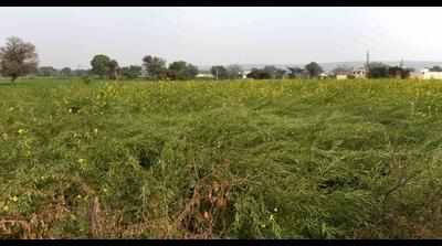 A Scam Follows Another: Manesar Land Sold With Government Office Seal ...