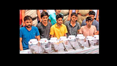 7 members of Chippi gang held in Rohtak