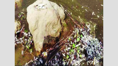 Dead fish found floating as oxygen levels dip in Ganga