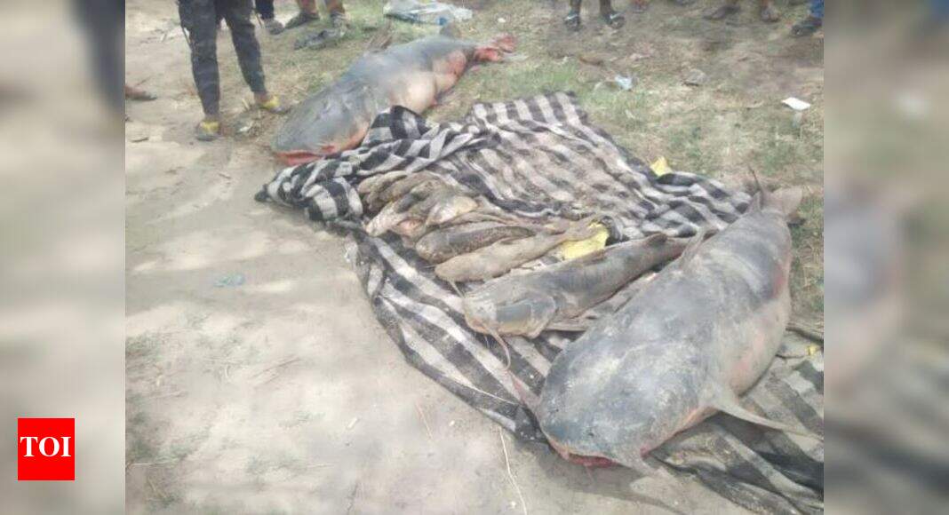 Molasses leak from sugar factory kills thousands of fish in Beas