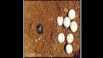 20 turtle eggs found at Neknampur Lake