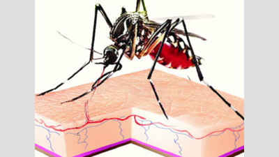 Guwahati residents asked to take precautions against dengue