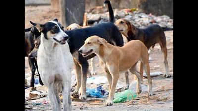 100 stray dogs culled in Telangana, case registered