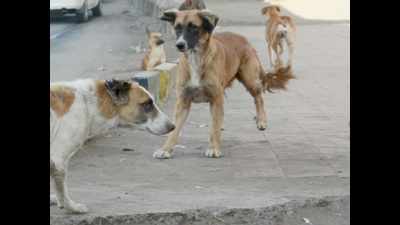 100 stray dogs culled in Telangana, case filed