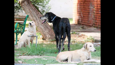 Sitapur: Girl attacked by stray dogs dies