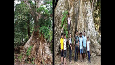 A green giant that has stood the test of time | Goa News - Times of India