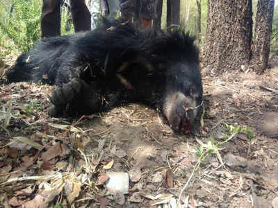 Widened Nh Takes Its Toll: Sloth Bear, Spotted Deer Killed 