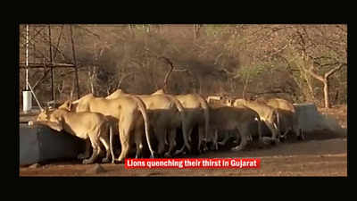 Lions quenching their thirst in Gujarat