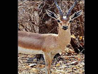 Dating Gazelle ram