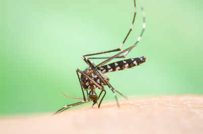 Mosquito saliva can affect immune system for a week - Times of India